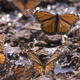 Illustration for article titled What lurks in the DNA of the mysterious Monarch butterfly?